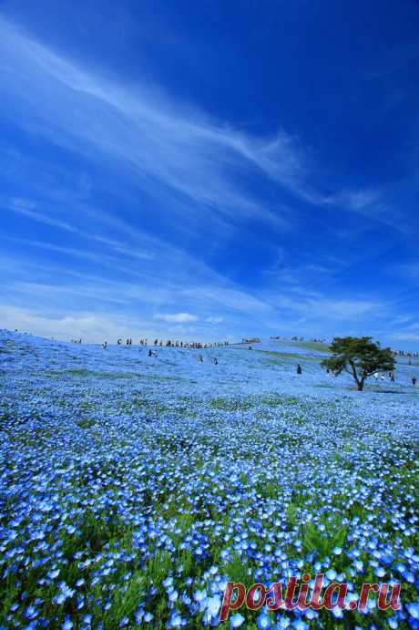 BLUE　by jetta （ID：3331117）　- 写真共有サイト:PHOTOHITO