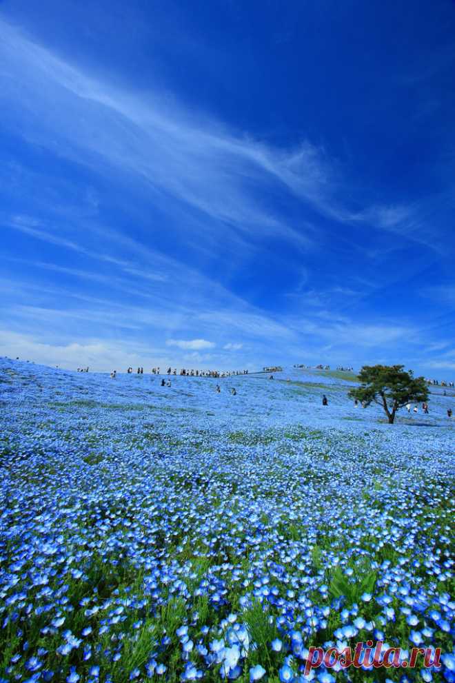 BLUE　by jetta （ID：3331117）　- 写真共有サイト:PHOTOHITO