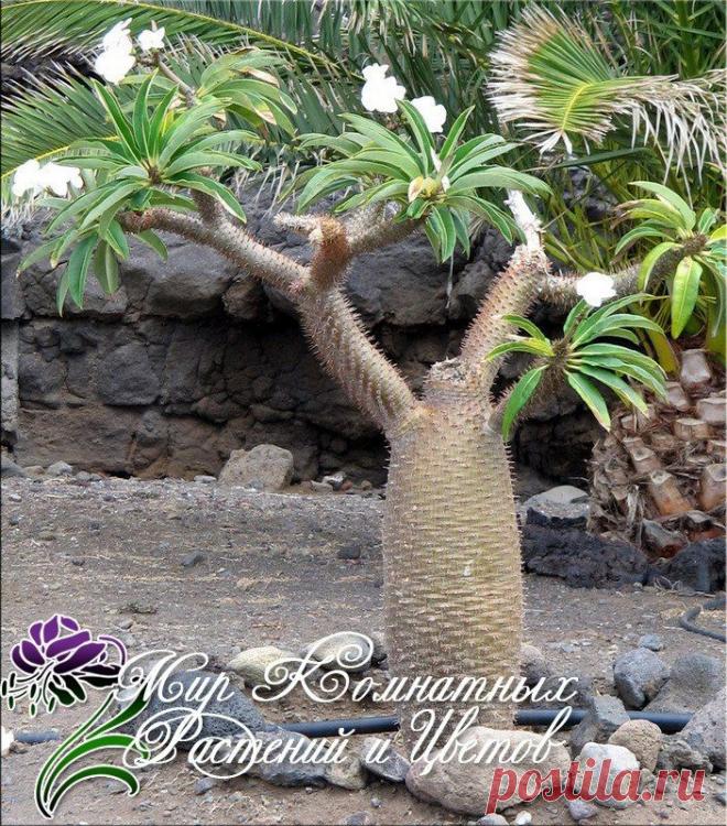 Новости.Пахиподиум.