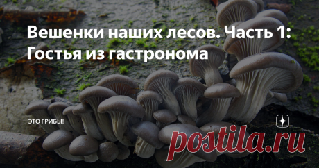 Вешенки наших лесов. Часть 1: Гостья из гастронома На календаре конец февраля, и солнышко поглядывает на снежные лабиринты, выросшие на месте наших улиц, с ироничным прищуром. Скоро весна, и это уже не пустые слова утешения. Значит, настала пора традиционного обзора наших грибов, названных в честь весны, а растущих когда им заблагорассудится. Вёшенки!
Год от года первый мой весенний гриб, не считая всесезонной фламмулины - вешенка устричная.