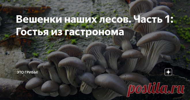Вешенки наших лесов. Часть 1: Гостья из гастронома На календаре конец февраля, и солнышко поглядывает на снежные лабиринты, выросшие на месте наших улиц, с ироничным прищуром. Скоро весна, и это уже не пустые слова утешения. Значит, настала пора традиционного обзора наших грибов, названных в честь весны, а растущих когда им заблагорассудится. Вёшенки!
Год от года первый мой весенний гриб, не считая всесезонной фламмулины - вешенка устричная.