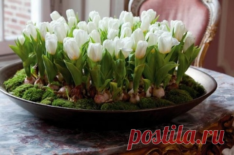 Тюльпаны выращиваем сами