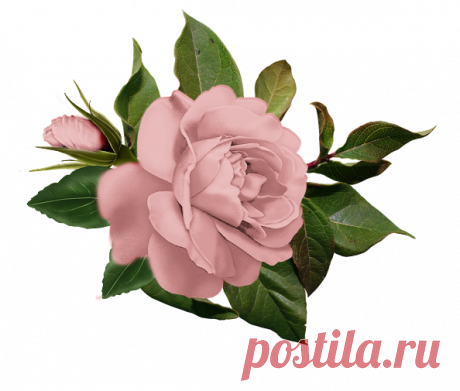 Яндекс.Фотки