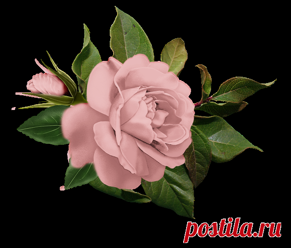 Яндекс.Фотки