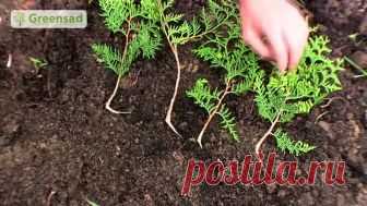 Как размножать и выращивать туи