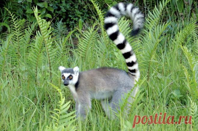 В Москве поймали бросающегося на людей лемура. Кошачий лемур был обнаружен на Даниловской набережной.
