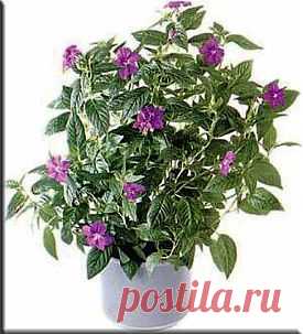 Броваллия (Browallia). Описание, виды и уход за броваллией | Флористика на "Добро ЕСТЬ!"