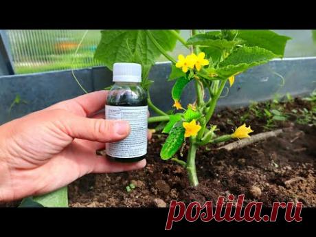 Покупаю в аптеке кальций для огурцов и томатов за копейки! Об этом еще никто не знает.