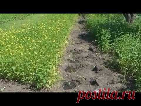 Сидераты. Горчица белая и фацелия, посеянные весной — Яндекс.Видео