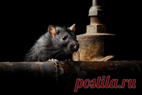 В российском городе жители аварийного дома пожаловались на протечки и засилье крыс