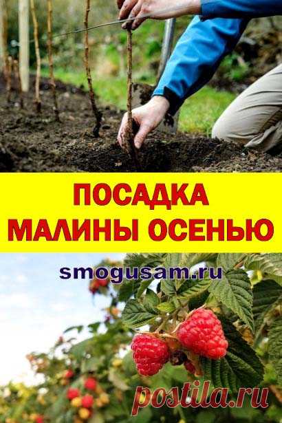 Как правильно посадить малину осенью
 Осенняя посадка малины для обильных урожаев.  Выращивание урожайной малины.