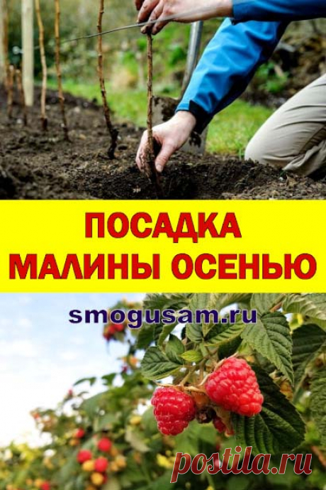 Как правильно посадить малину осенью
 Осенняя посадка малины для обильных урожаев.  Выращивание урожайной малины.