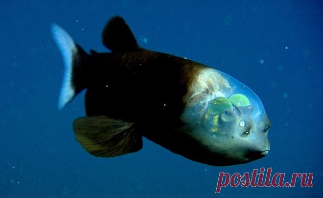 Топ-10 самых причудливых рыб мирового океана