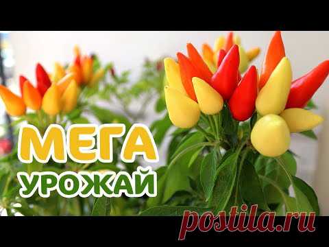 Выращиваем балконный декоративный перец