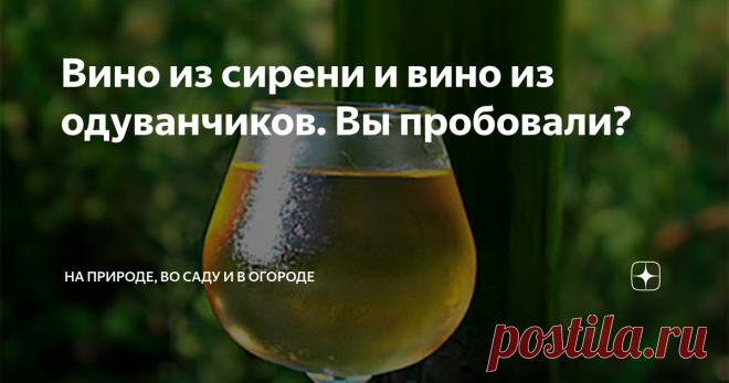Вино из сирени и вино из одуванчиков. Вы пробовали?  Для производства вина из цветов сирени нам понадобится: Как делать вино из цветов сирени: В емкость для брожения ( я беру 5 литровую стеклянную банку) вливаем 3 литра очень горячей воды, засыпаем весь сахар и ягоды для подкрашивания. Размешаем сахар. Даем остыть до комнатной температуры. В остывший сироп помещаем все  подготовленные цветы и добавляем лимонный сок, чай и солодовую составляющую- сухой квас. Разведите в (чу...