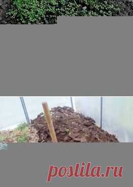 белую горчицу в теплице надо перекапывать осенью: 3 тыс изображений найдено в Яндекс.Картинках