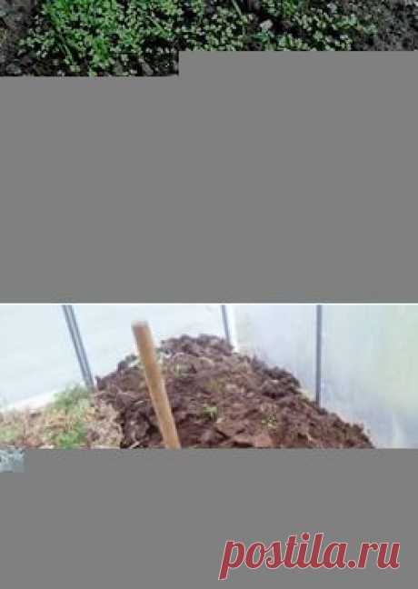 белую горчицу в теплице надо перекапывать осенью: 3 тыс изображений найдено в Яндекс.Картинках