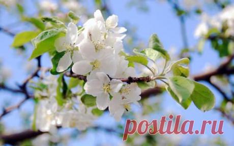 (+1) тема - Нужно ли обрывать цветки у яблони | ОГОРОД БЕЗ ХЛОПОТ