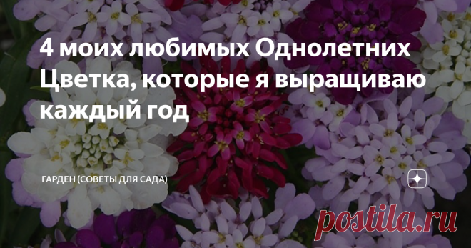 4 моих любимых Однолетних Цветка, которые я выращиваю каждый год Каждый садовод любит красивые цветы. И из года в год я сажаю разные, мой сад летом, полон красоты и волшебных ароматов. Но есть те цветы, которые я сажаю каждый год, ведь они просто безупречны и неотразимы.
Это просто невероятное зрелище, ведь в период цветения кусты годеции обильно усыпаны соцветиями, настолько плотно, что даже не проглядывается листва. Они образуют просто невероятно шикарные