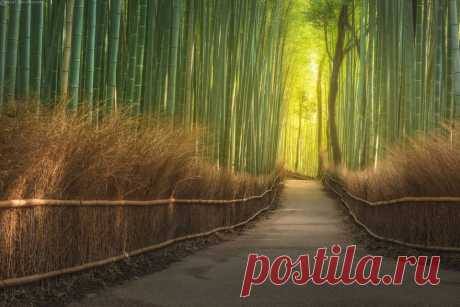 Фотография пользователя Данил Коржонов (KORDAN) - *** Бамбуковый лес *** из раздела пейзаж №5404150 - фото.сайт - Photosight.ru