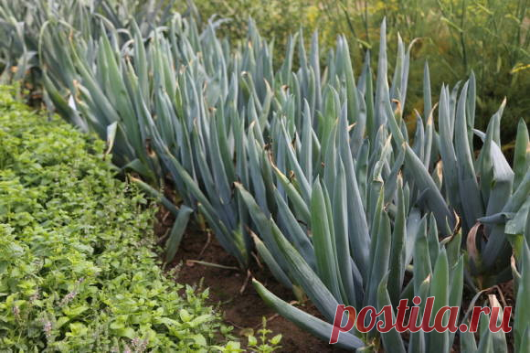 Лук батун - Лук - Луковичные культуры - Овощные культуры - GreenInfo.ru