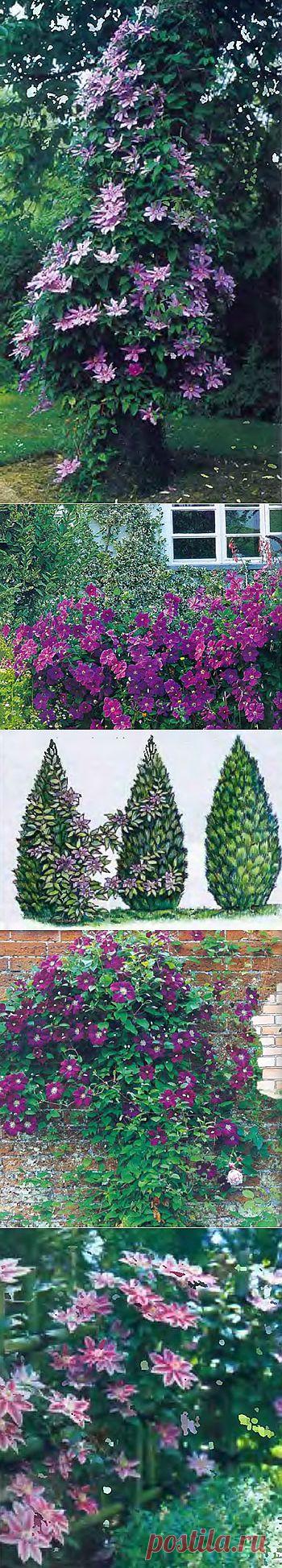 Сорта клематиса для сада | Какие опоры любит этот чудесный цветок | Дачный дизайн