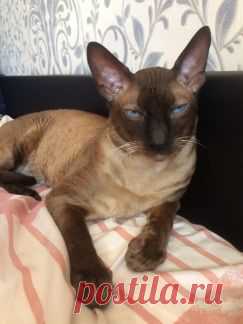 Услуги - Вязка Корниш- рекс в Санкт-Петербурге предложение и поиск услуг на Avito — Объявления на сайте Avito