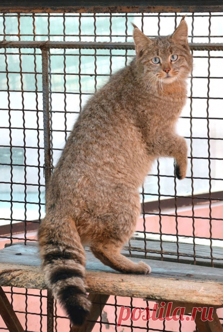 20 редких диких кошек,  КИТАЙСКИЙ КУГУАР