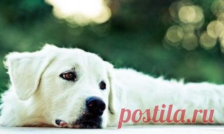 Сильная притча о пустых жалобах