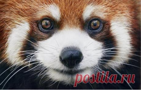 Фотограф объездил полмира, чтобы запечатлеть исчезающих животных