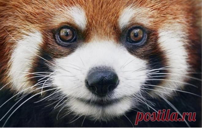 Фотограф объездил полмира, чтобы запечатлеть исчезающих животных