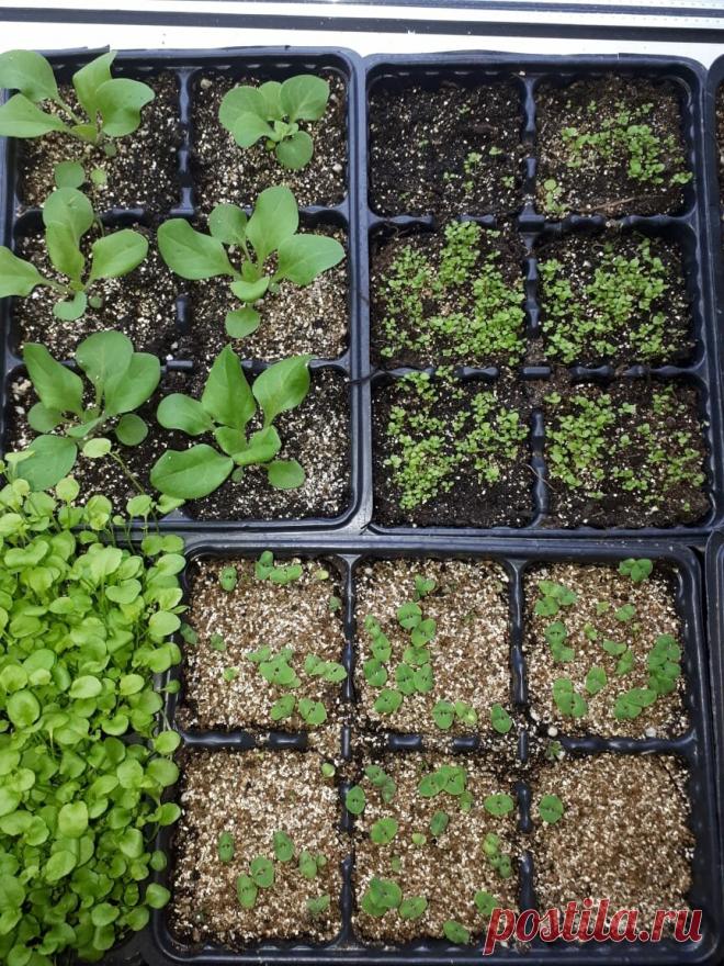 Начало дачного сезона 2021. Ответы на ваши вопросы. | Огородник из Рязани | Яндекс Дзен