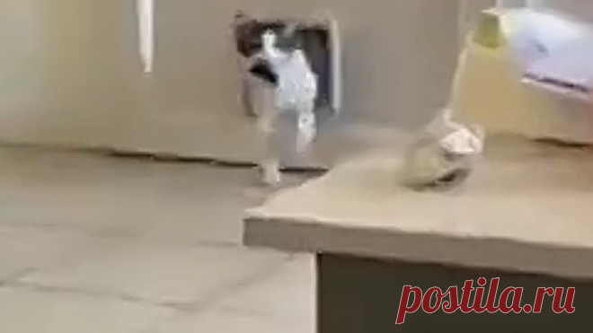 Хозяйка,встречай добытчика)