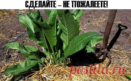 Хреновое лечение