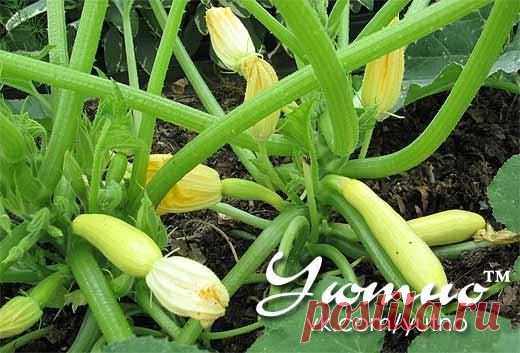 Кабачки будут расти на глазах