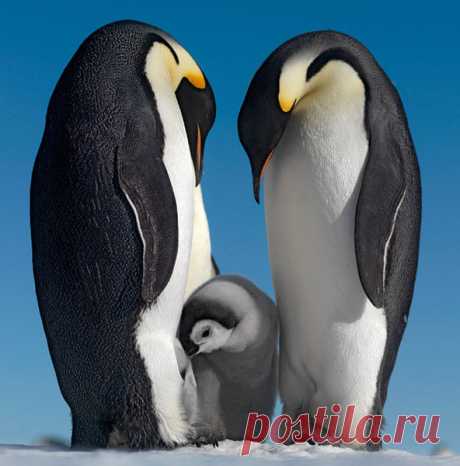 Избранное - 242 фото. Фотографии Чародейка )).
