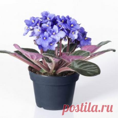 Секреты цветения фиалок зимой