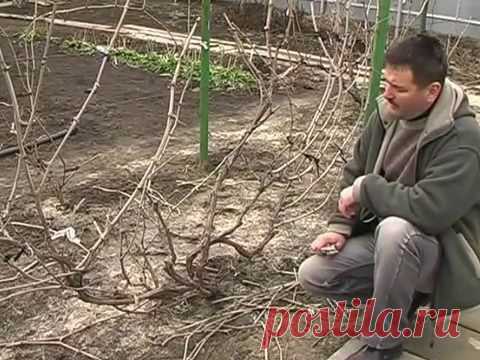 Обрезка винограда. Как правильно обрезать+ВИДЕО | ВИНОГРАДНИК.by