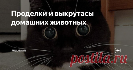 Проделки и выкрутасы домашних животных