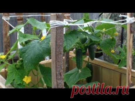 Как вырастить ранние огурцы в бочке