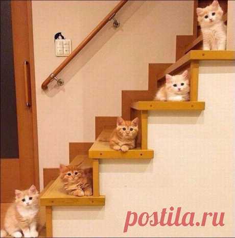 Дружная семейка
