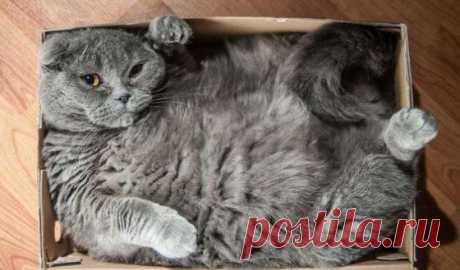 50 фото животных, которые заставят вас улыбаться - Urapress.com