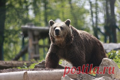 Поймана совершившая 21 ограбление медведица-рецидивистка. Черная медведица из США весом в 227 килограммов ответственна как минимум за 21 взлом с февраля 2022 года. Рецидивистку идентифицировали по ДНК. Раньше ее считали самцом и даже дали прозвище Хэнк Танк. Медведица влезала в дома в поисках легкой добычи. Хэнка Танка нельзя будет снова выпустить в дикую природу.