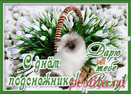 Милая картинка с днём подснежника с котиком