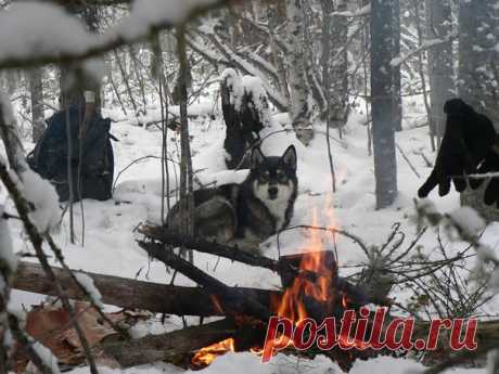 Однажды сидя у костра, Охотник, гладя свою лайку, Распив бутылку коньяка, Рассказывал такую байку: “Была камчатская зима, Одолевал скитаний голод. За сопки убралась пурга И кожу жёг колючий холод. Из носа пар валил столбом, В руках – набитое картечью Ружьё. И мысли лишь о том, Как не спугнуть зверей беспечных. Вот, обогнув большой валун, Я вижу: на крутом отроге Бредёт, оскалившись, шатун, Что не заснул в своей берлоге. Медведь, хозяин всей тайги, Подранок, на моё несчастье, С неотвратимостью…