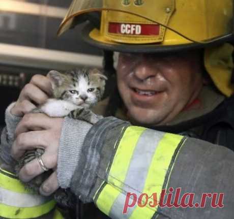 Подборка спасённых котов! ..трогательные фотографии...