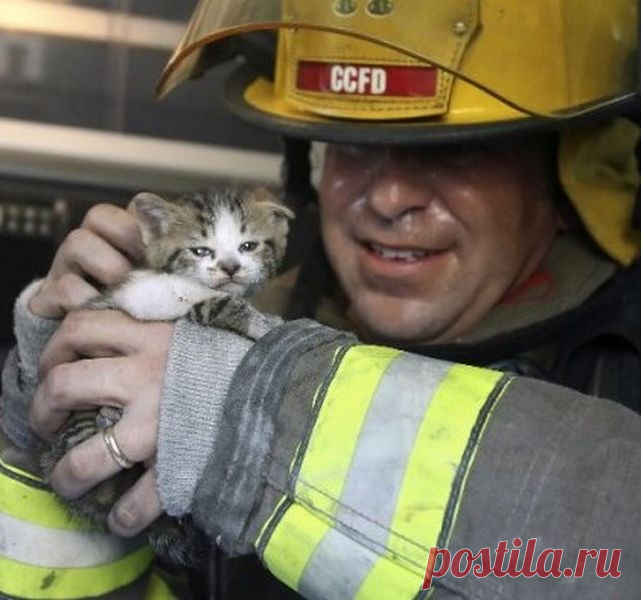 Подборка спасённых котов! ..трогательные фотографии...