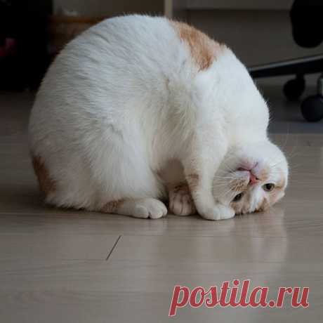 Котизм