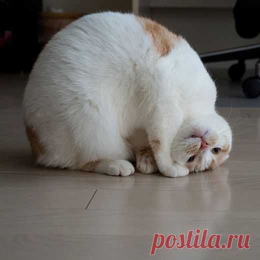 Котизм