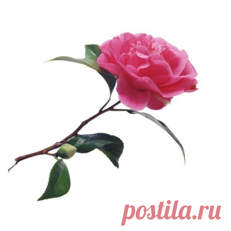 Камелия. Мифы и реальность. Часть 2. &quot;Дама с камелиями&quot;